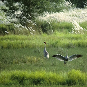 Sarus Crane - pair in wetland habitat (Indian population)