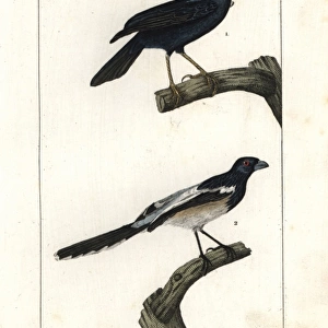 Satin bowerbird (male), Ptilonorhynchus violaceus