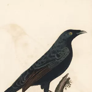 Satin bowerbird, Ptilonorhynchus violaceus