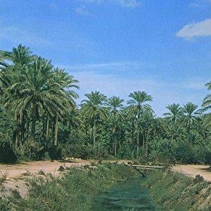 Saudi Arabia - Irrigation Canal in Al-Qatif