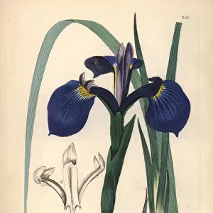 Savannah iris or Bay Blue-flag iris, Iris tridentata