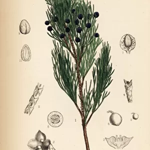 Savin juniper, Juniperus sabina