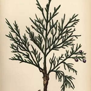 Savin juniper or sabina, Juniperus sabina