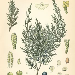 Savin juniper or savin, Juniperus sabina