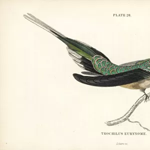 Scale-throated hermit, Phaethornis eurynome
