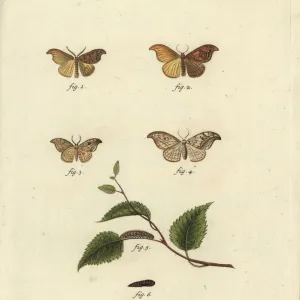 Scarce hook-tip and pebble hook-tip