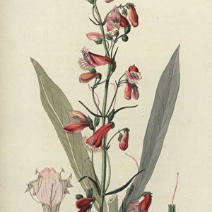 Scarlet bugler, Penstemon barbatus