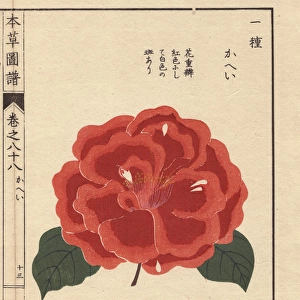 Scarlet camellia, Kahei, Thea japonica Nois