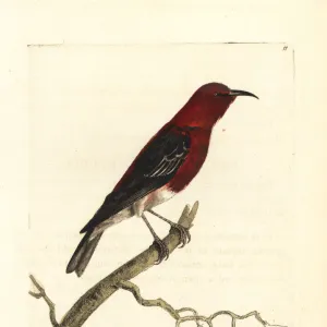 Scarlet honeyeater, Myzomela sanguinolenta