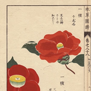 Scarlet and yellow Japanese camellias, Senjyu