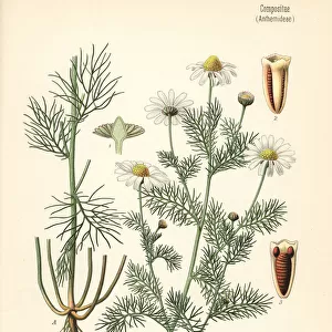 Scentless chamomile, Tripleurospermum inodorum