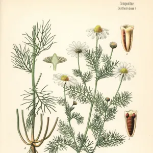 Scentless chamomile, Tripleurospermum inodorum