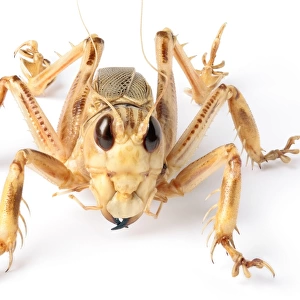 Schizodactylus monstrosus, monstrous dune cricket