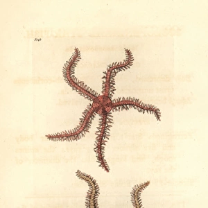 Scolopendroid starfish, Asterias scolopendroides