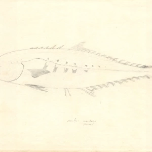 Scomber japonicus, chub mackerel