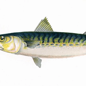 Scomber scombrus, or Atlantic Mackerel