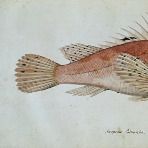 Scorpaena porcus, black scorpionfish
