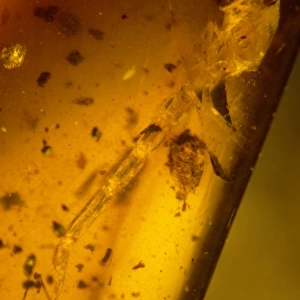 Scorpion tail in Burmese amber