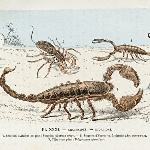 Three Scorpions
