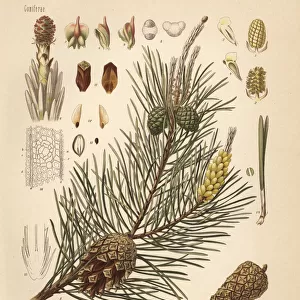 Scotch pine or Scots pine, Pinus sylvestris