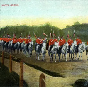 Scots Greys