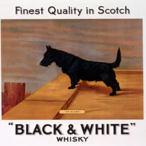 Scots terrier, Buchanans Black & White Scotch Whisky