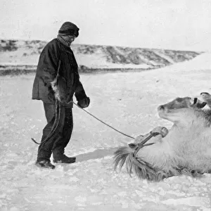 Scott Polar Expedition 1910 - 1912 - ponies