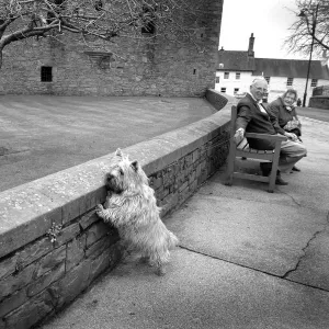 A Scottie dog pulls on its leash to reach a tabby cat