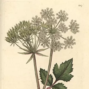 Scottish lovage, Scottish licorice-root, Ligusticum scoticum