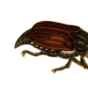 Scrap - decoupage design - Beetle