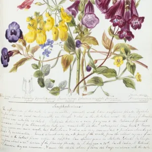 Scrophulariaceae