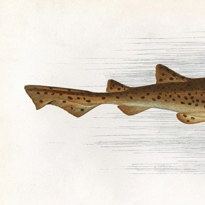 Scyliorhinus stellaris, a species of dogfish