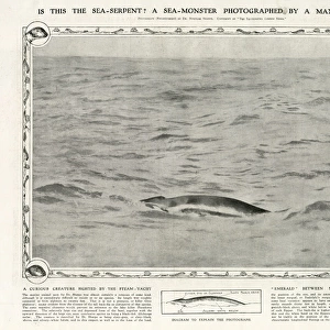 A sea-monster photographed by a man of science