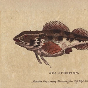 Sea scorpion or scorpion fish, Scorpaenidae