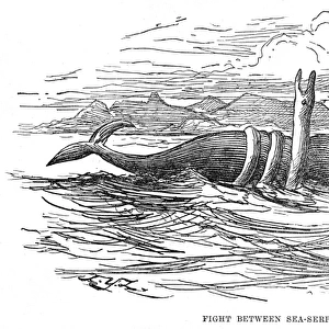 Sea Serpent / 1875 Brazil