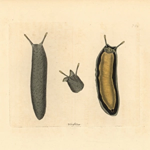 Sea slug, Onchidium typhae