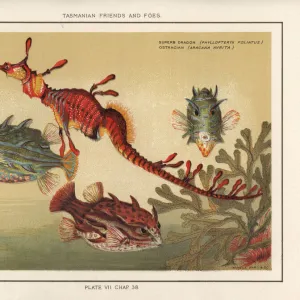 Seadragon and striped cowfish