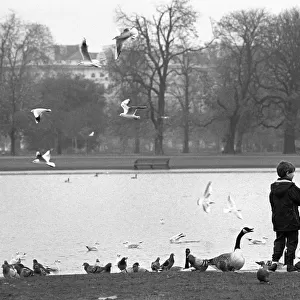 Seagulls and geese, Regents Park, London - 2