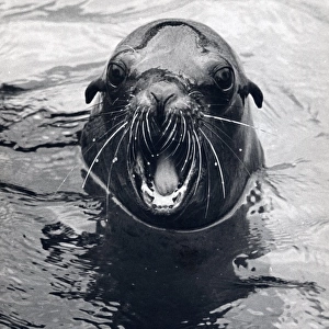 Seal in water with its mouth open