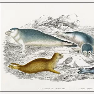 Seals / Illustration