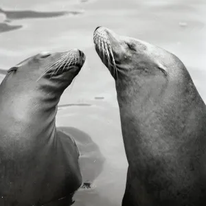 Two seals at the zoo