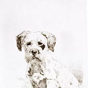 Sealyham terrier puppy by Harry Rountree