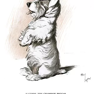 Sealyham terrier sitting up and begging