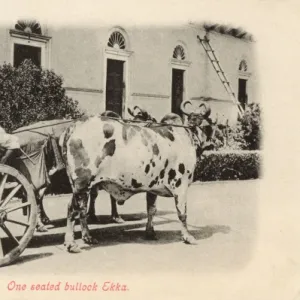 One seated Bullock Ekka (Taxi)