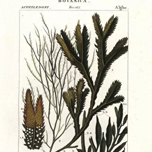 Seaweed species
