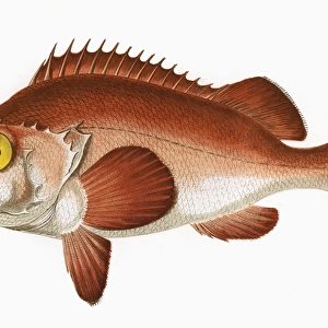 Sebastes norvegicus, or Rose Fish