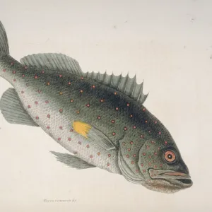 Sebastes sp. rockfish