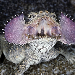Secret Toad-Headed Agama - dispays its collar