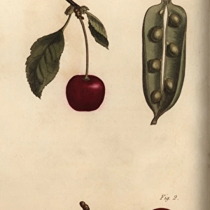 Seed vessel pericarpium of the pea Pisum sativum