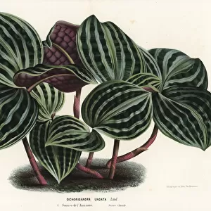 Seersucker plant, Geogenanthus poeppigii